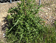Thistle
