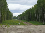 Lease Road with Weeds