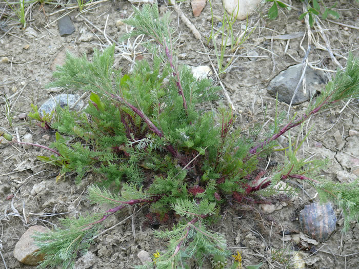 Scentless Chamomile