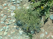 Stork's Bill Weed