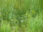Tall Buttercup