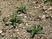 Thistles