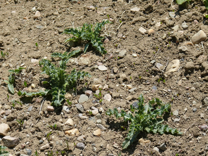 Thistle